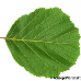 Leaf underside (Common Alder)