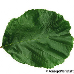 Leaf upperside (Common Alder)