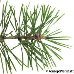 Leaf upperside (Scots Pine)