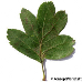 Leaf upperside (Common Hawthorn, Quickthorn)