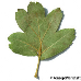 Leaf underside (Common Hawthorn, Quickthorn)