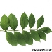 Leaf upperside (Common Ash)