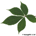 Leaf upperside (Bottlebrush Buckeye)