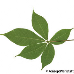 Leaf underside (Bottlebrush Buckeye)