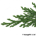 Leaf upperside (Lawson Cypress)