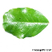 Leaf upperside (Carob Tree, St. John's Bread)