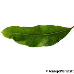 Leaf upperside (Pomegranate)