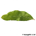 Leaf underside (Pomegranate)