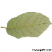 Leaf underside (Holm Oak, Holly Oak, Evergreen Oak)