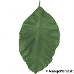 Leaf upperside (Lemon)