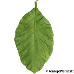 Leaf underside (Lemon)