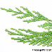 Leaf upperside (Alaska Cedar, Nootka Cypress)