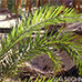 Leaves (Date Palm)