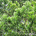 Leaves (Scots Pine)