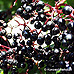 Fruits (Black Elder, Bourtree, Common Elder, Elderberry, European Elder)