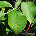 Leaves (Black Elder, Bourtree, Common Elder, Elderberry, European Elder)