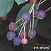 Fruits (Serviceberry, Snowy Mespilus, June Berry)
