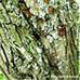 Bark (Common Hawthorn, Quickthorn)