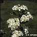 Flowers (Common Hawthorn, Quickthorn)