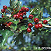 Fruits (Common Hawthorn, Quickthorn)