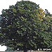 Appearance (Common Beech)