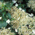 Flowers (Climbing Hydrangea)