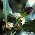 Flowers (Common Holly, English Holly)