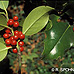 Leaves (Common Holly, English Holly)