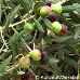 Leaves (Olive)