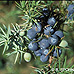 Fruits (Common Juniper)