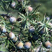 Fruits (Prickly Juniper, Cade Juniper, Prickly Cedar)