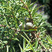 Leaves (Prickly Juniper, Cade Juniper, Prickly Cedar)