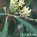 Flowers (Olive)