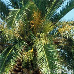 Fruits (Canary Island Date Palm)