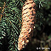 Fruits (Christmas Tree, Norway Spruce)