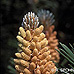 Flowers (Dwarf Mountain Pine)