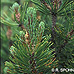 Leaves (Dwarf Mountain Pine)