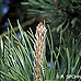 Flowers (Scots Pine)