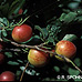 Fruits (Cherry Plum, Purple Leaf Plum)