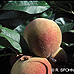 Fruits (Peach)