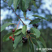 Fruits (Black Cherry, Wild Rum Cherry)