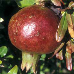 Fruits (Pomegranate)