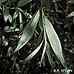 Leaves (White Willow)