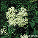 Flowers (Black Elder, Bourtree, Common Elder, Elderberry, European Elder)