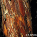 Bark (European Yew, Common Yew)