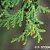 Leaves (American Arborvitae, White Cedar)