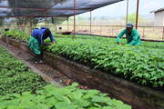 Seedlings for fast-growing tree species such as musizi are planted at local tree nurseries.