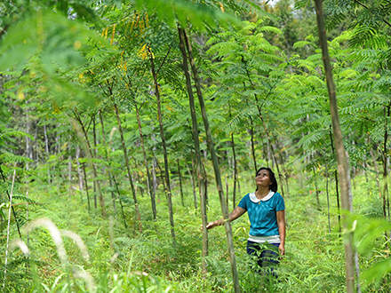 : 1 million trees for BorneoAs a responsible corporate citizen with its roots in forestry, the STIHL Group works globally to promote the sustainable use of forest resources. For example, by supporting the reforestation project One Million Trees for Borneo, run by the non-profit organization Fairventures Worldwide, we are helping protect rainforests in Indonesia. One of the project's special features is the active involvement of the local population, which helps ensure that degraded forests are used in a socially and ecologically sustainable manner, thereby also contributing to the protection of virgin forests.By supporting Fairventures financially, through donation of tools and by sharing its knowledge, STIHL Group companies are contributing to the success of the project, helping protect rainforests on the island of Borneo By donating STIHL tools – from clearing saws to earth augers and chainsaws, along with the appropriate personal protective equipment – and training users, STIHL is helping make farms more efficient and sustainable. As a positive side effect, those tools make farming more attractive and help stem the flow of people from the countryside. And the use of clearing saws reduces the need for agricultural chemicals. Now Fairventures is planning to launch its follow-up project, 100 Million Trees for Borneo, which will implement agroforestry over a larger area – with STIHL as a partner.For more information visit https://fairventures.org/
