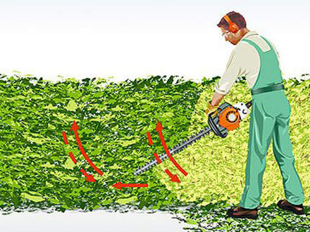 : Cutting the sides of the hedge vertically The first step is to cut the sides of the hedge vertically in a sweeping arc-shaped movement. A hedge trimmer with double-sided blades means you will save time as you cut in both the upward and downward stroke. Walk forwards as you work, cutting along the length of the hedge. 