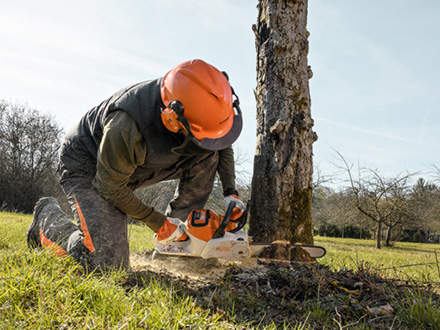 Felling smaller trees: Powerful, agile and flexible, the STIHL MSA 220 C is particularly well suited to felling smaller trees. Practical: the felling guide enables you to precisely determine the tree's direction of fall.